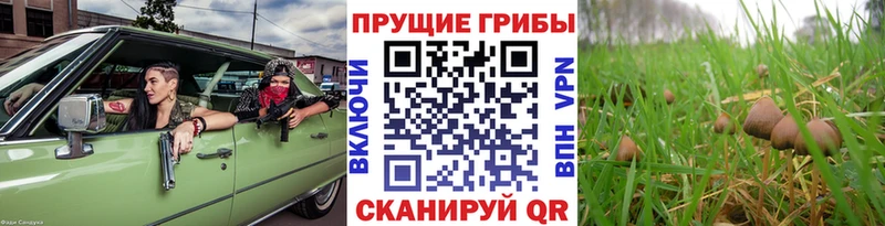 Псилоцибиновые грибы мухоморы  blacksprut рабочий сайт  Екатеринбург  наркота 